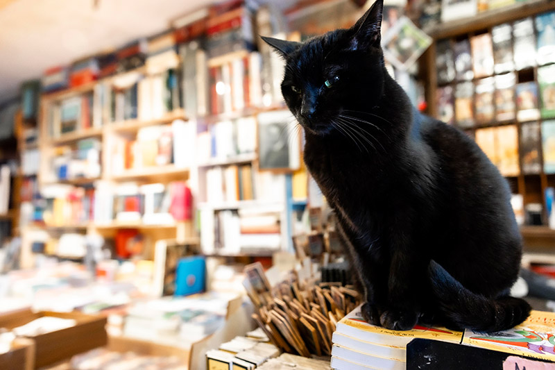 Libreria Acqua Alta Venezia